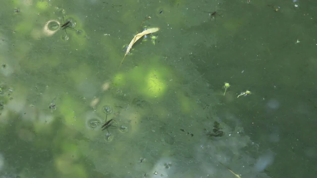 Una famiglia di pattinatori d'acqua sul lago abbandonato.