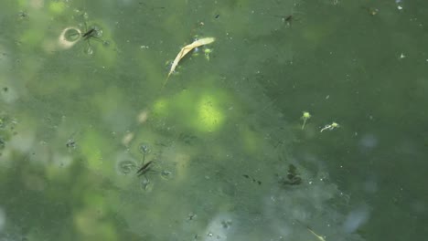 一家人在被遺棄的湖泊上滑水,滑水池,水蟲