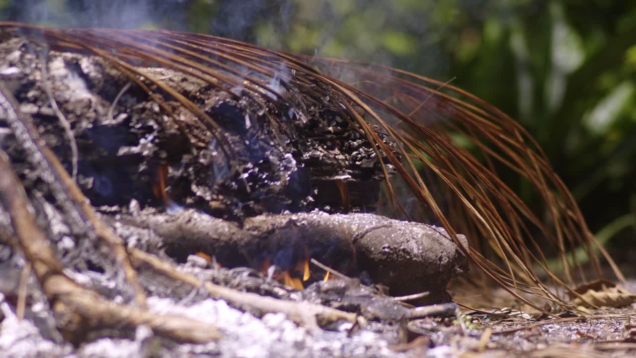 Camp fire with dry tree log and branches, white ash smoke