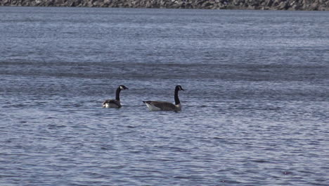 Ganso-De-Canadá-En-Un-Lago