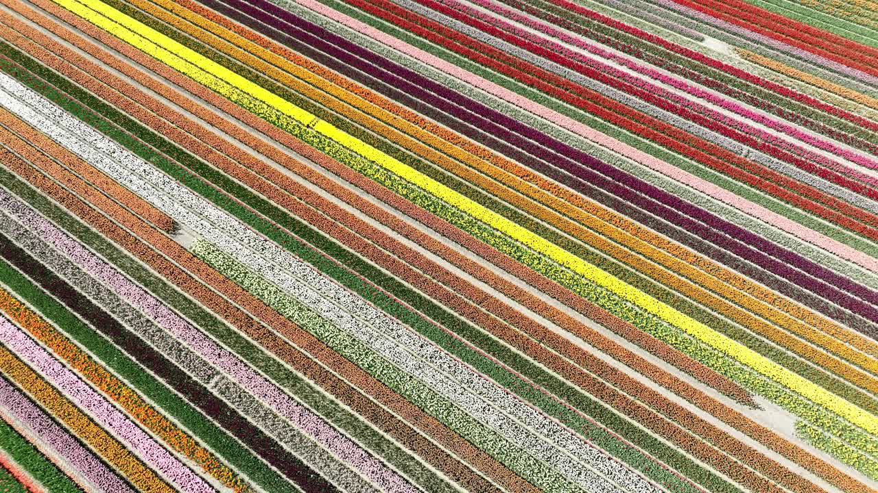 tulip fields, blooming flowers, agricultural fields, spring, bulb fields, aerial drone views, colored flowers, Holland, The Netherlands.
