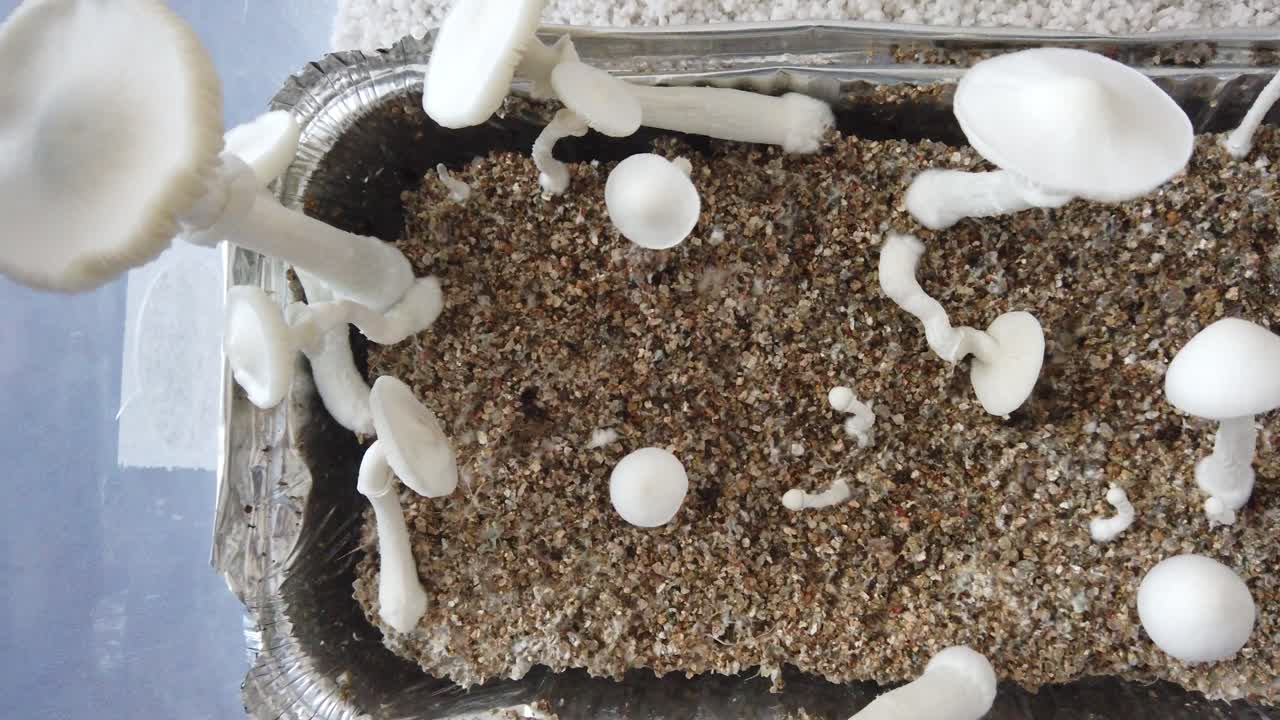 Growing soil, Albino Thai Psychedelic Mushrooms in plastic Tupperware, Closeup