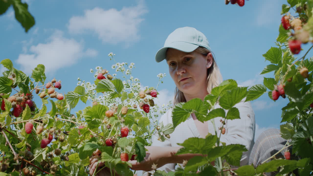 The farmer harvests raspberries. Solar panels in the background