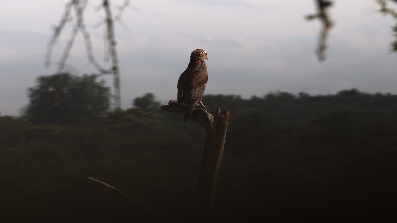 un águila marrón sentado en una rama en áfrica