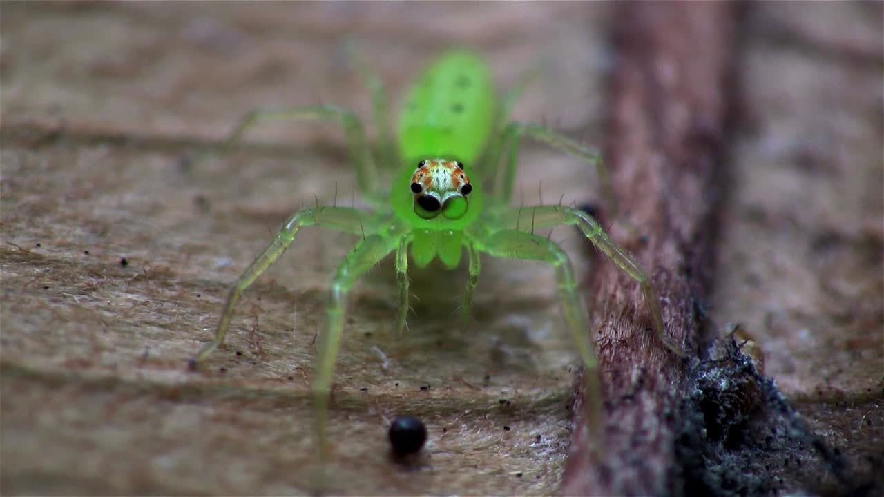 녹색 점프 거미 가까이