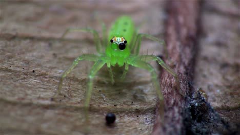 Eine-Grüne-Springspinne-Aus-Nächster-Nähe