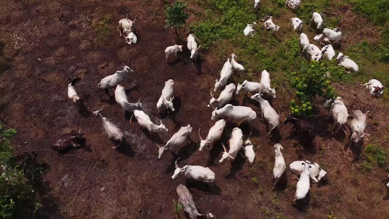 Aerial zoom out of white cows grazing on green and brown farmland in Nigeria.