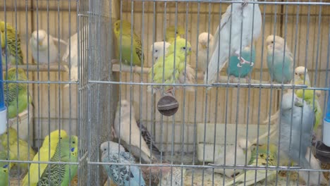 Parrots in Cages