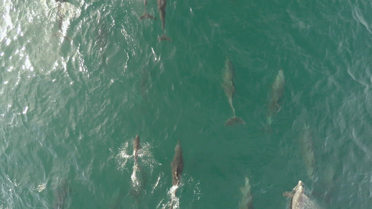 toma aérea cenital de una manada de delfines nadando en el parque nacional marino de la bahía de loreto, baja california sur.