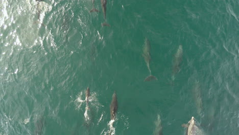 aerial cenital plane shot of a pod of dolphins swimming in loreto bay national marine park, baja california sur