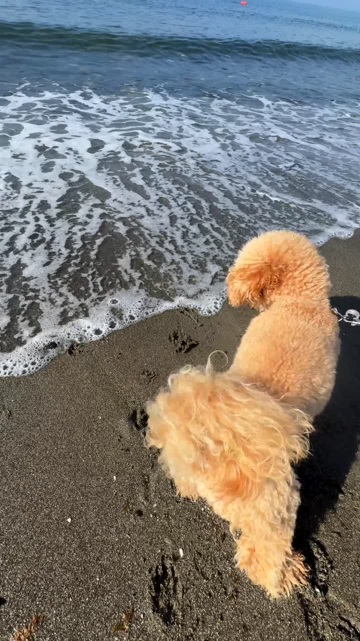 해변에 있는 털털한 푸들