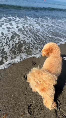 caniche esponjoso en la playa