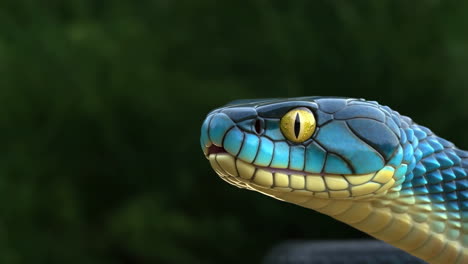 Close-up of a Blue and Yellow Snake