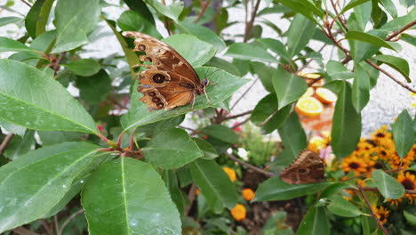 intricate design on brown underside of morpho menelaus butterfly