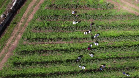 Fly-Above-Workers-Picking-Blueberries-in-Blueberry-Farm-4k