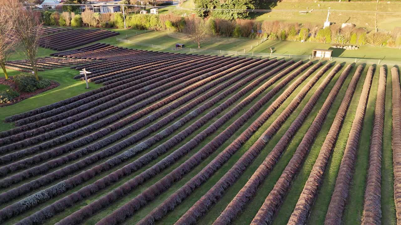 Aerial revealing endless purple lavender fields on sunny day in South Island, New Zealand