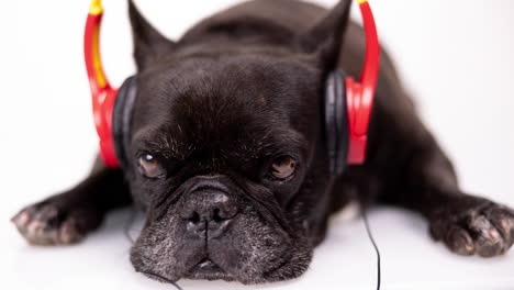 dj french bulldog with headphones and turntables