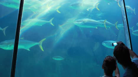 couple admiring fish swimming in a darkest tank