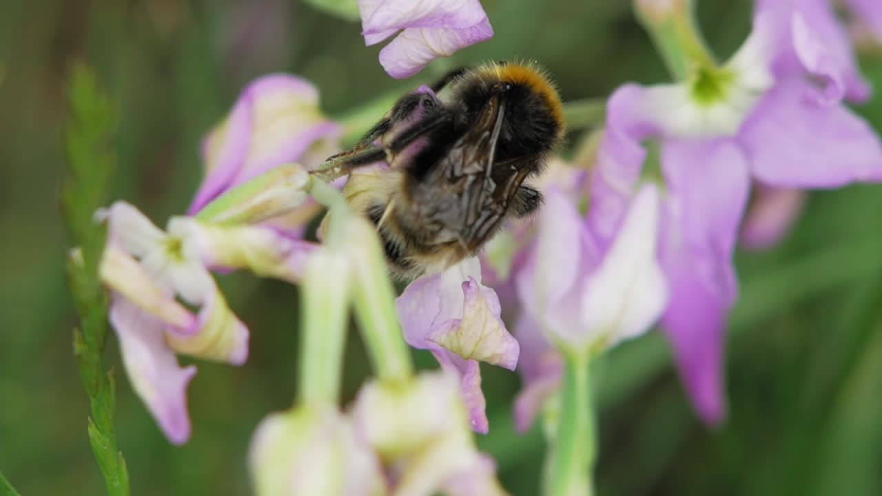 шмель опыляет красивые цветы орхидеи в саду