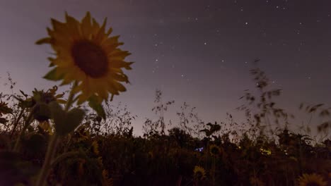timelapse of a starry night with the uprising moon behind a field of sunflowers from low perspective.