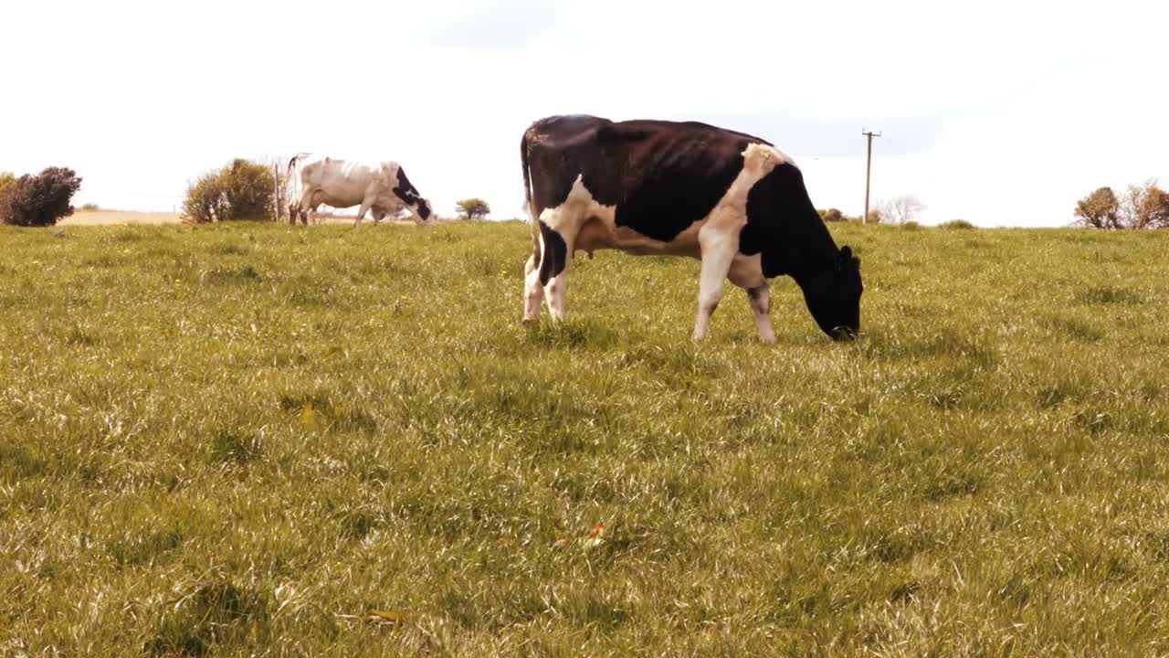 vacas pastando en el campo