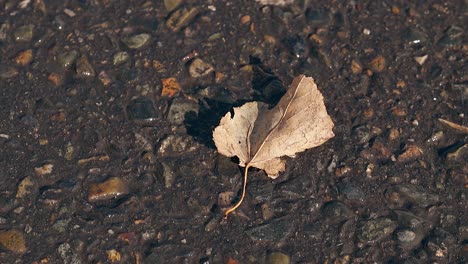 El-Viento-Otoñal-Sopla-Y-Sacude-Las-Hojas-Caídas-Sobre-El-Asfalto-Oscuro.