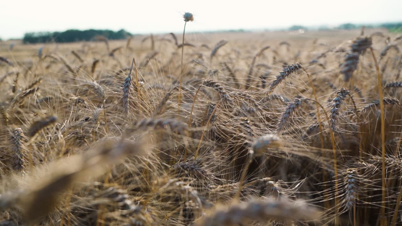 Wheat Crops During Harvest Season In Red Deer County, Alberta, Canada. Selective Focus