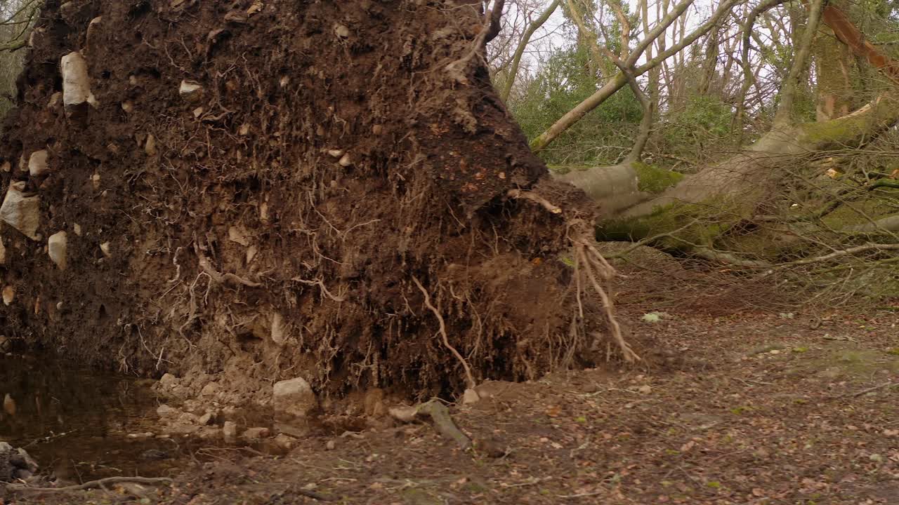 Detailed closeup of uprooted old weathered tree with water puddle filling in mud, storm aftermath
