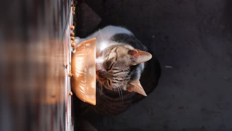 cat eating from bowl