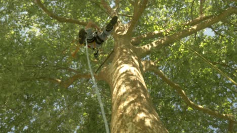 Escalar-Un-árbol-A-Gran-Velocidad