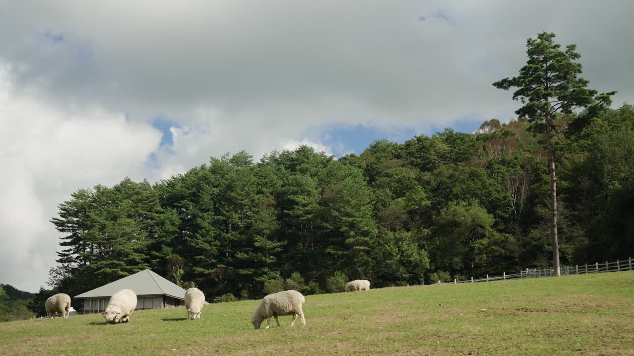 Sheep Grazing in a Peaceful Countryside