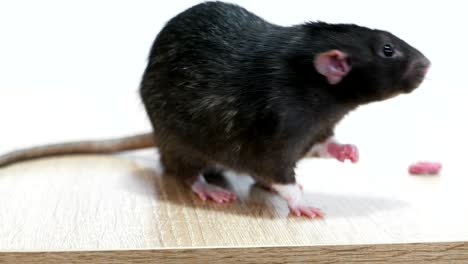 animal domestic gray rat close-up