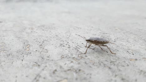 Brown-marmorated-stink-bug-close-up-01