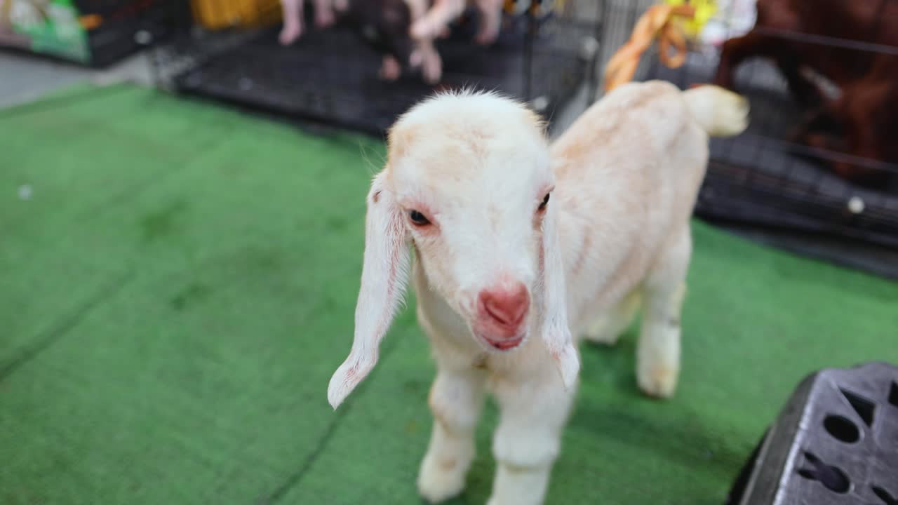A curious baby goat stands on a green surface in a lively Bangkok market, captured in natural lighting with a playful mood