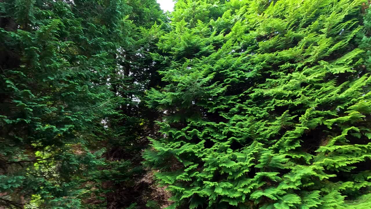 Dense pine trees sway vigorously in bright daylight as strong wind moves their branches, captured with a steady camera in a lush botanical garden