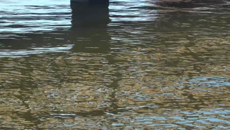 color and shape reflect in waves .