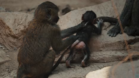 baby baboon with its mother in the zoo - close up