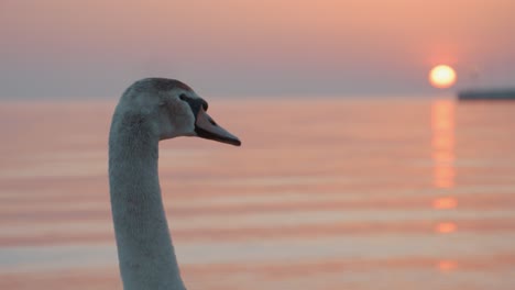 a swan looking at the sunrise and calm waters of the baltic sea