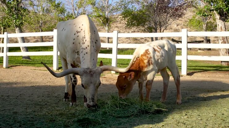 Mucca madre con corna che mangia erba insieme al vitellino in fattoria, AL RALLENTATORE