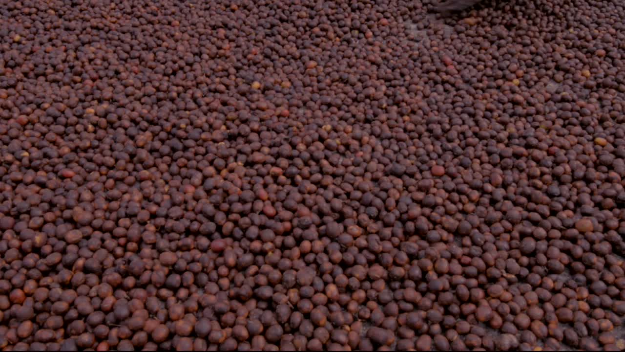 Man working on a Colombian coffee farm doing the drying process, shifting the coffee seeds with a rake tool