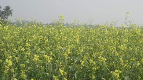 Flores-De-Mostaza-Están-Floreciendo-En-El-Vasto-Campo