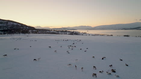 reindeer herd on vast winter pasture, polar night