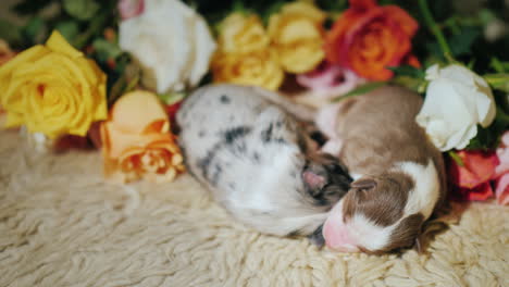 newborn australian shepherd puppies