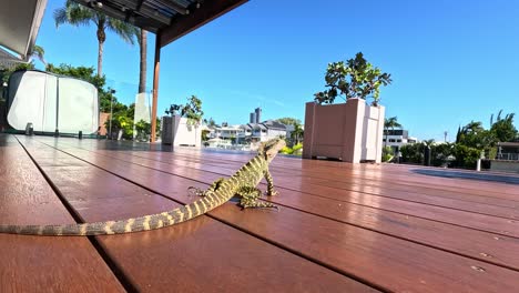 lizard moves across a wooden deck outdoors