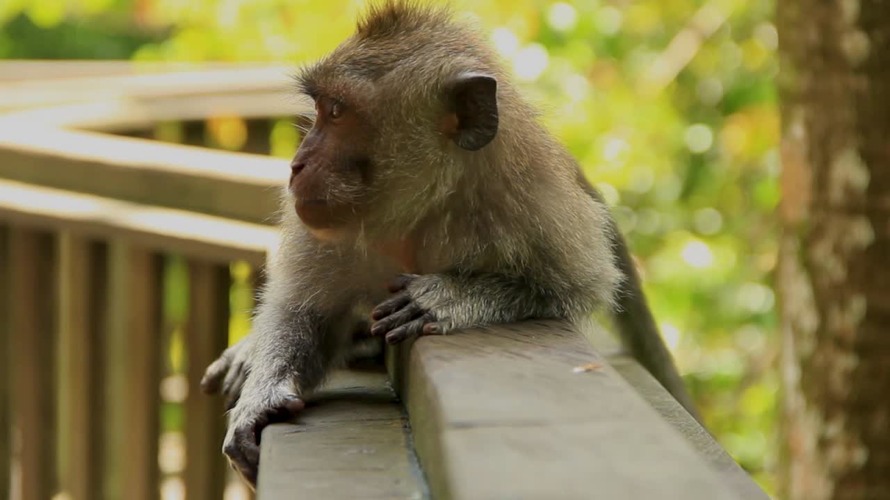 macaco juvenil de cola larga sobre la barandilla de la pasarela en el bosque de monos de ubud, bali - primer plano medio