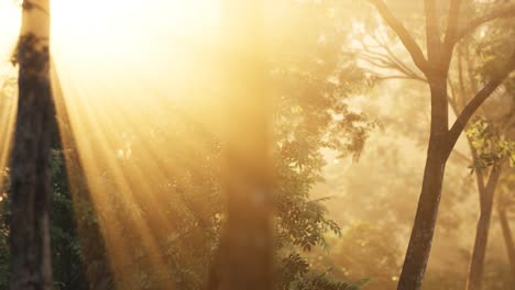 larch forest with sunlight and shadows at sunrise