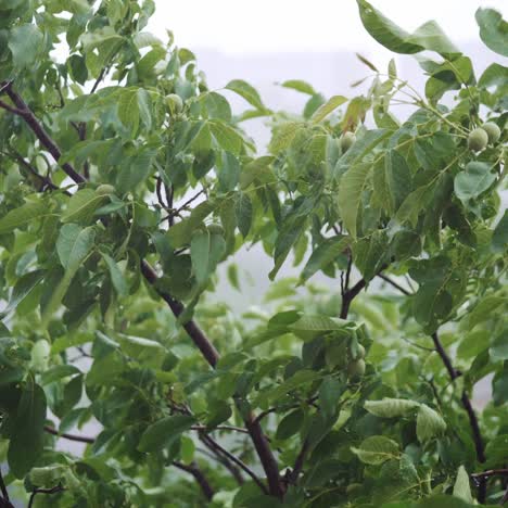 top of trees swaying in hard rain. walnut tree.