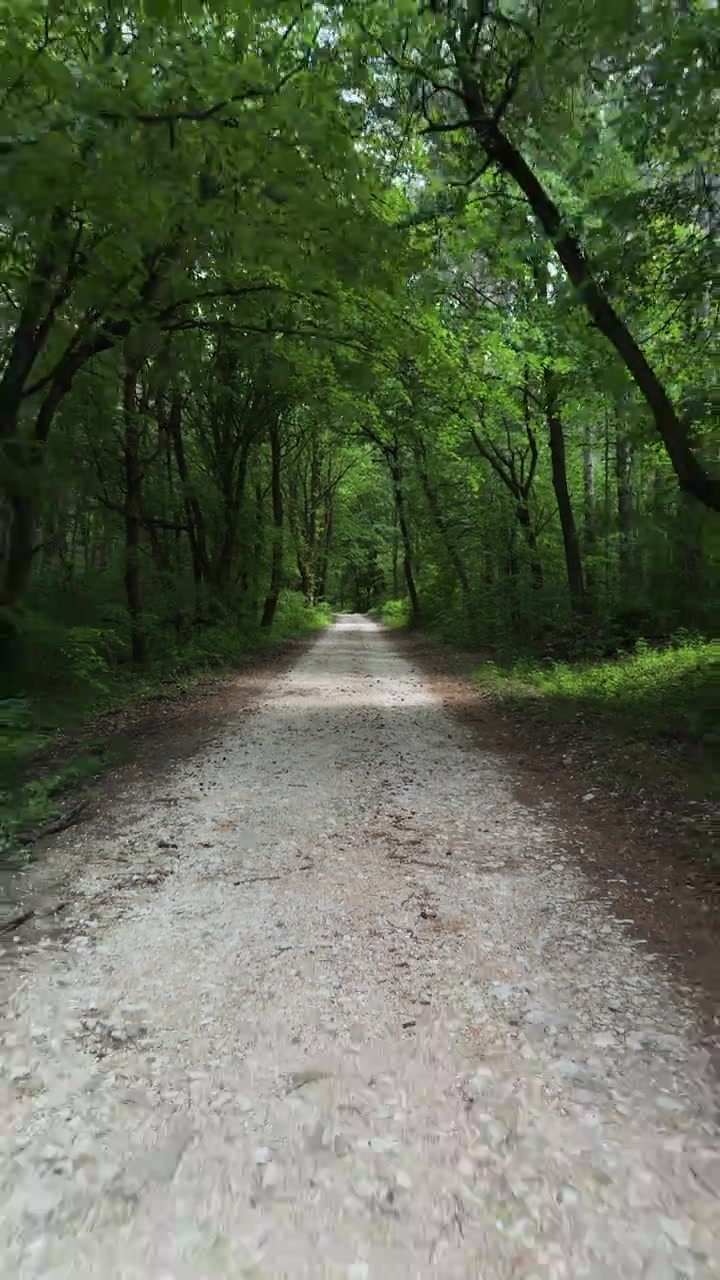 鬱蒼とした緑の木々と自然の森林風景に囲まれた静かな森の小道を後ろ向きに歩く手持ち縦動画。