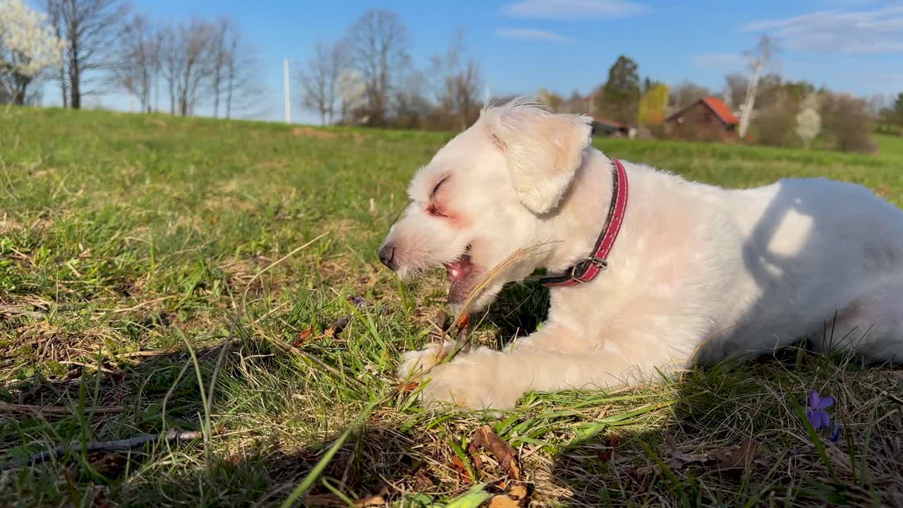 A white dog lies on dry grass and chews a small stick in a sunny open field, with trees and a few rural houses visible in the background