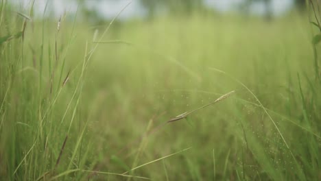 Una-Macro-Profundidad-De-Campo-Poco-Profunda-De-La-Hierba-Bermuda-Cubierta-De-Hierba-Que-Se-Inclina-Hacia-Arriba-Para-Revelar-El-Fondo-Del-Campo-Circundante-Y-Las-Copas-De-Los-árboles-Expuestas,-India